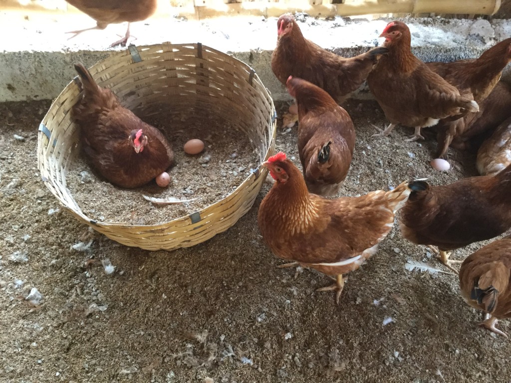 Hens-a-laying