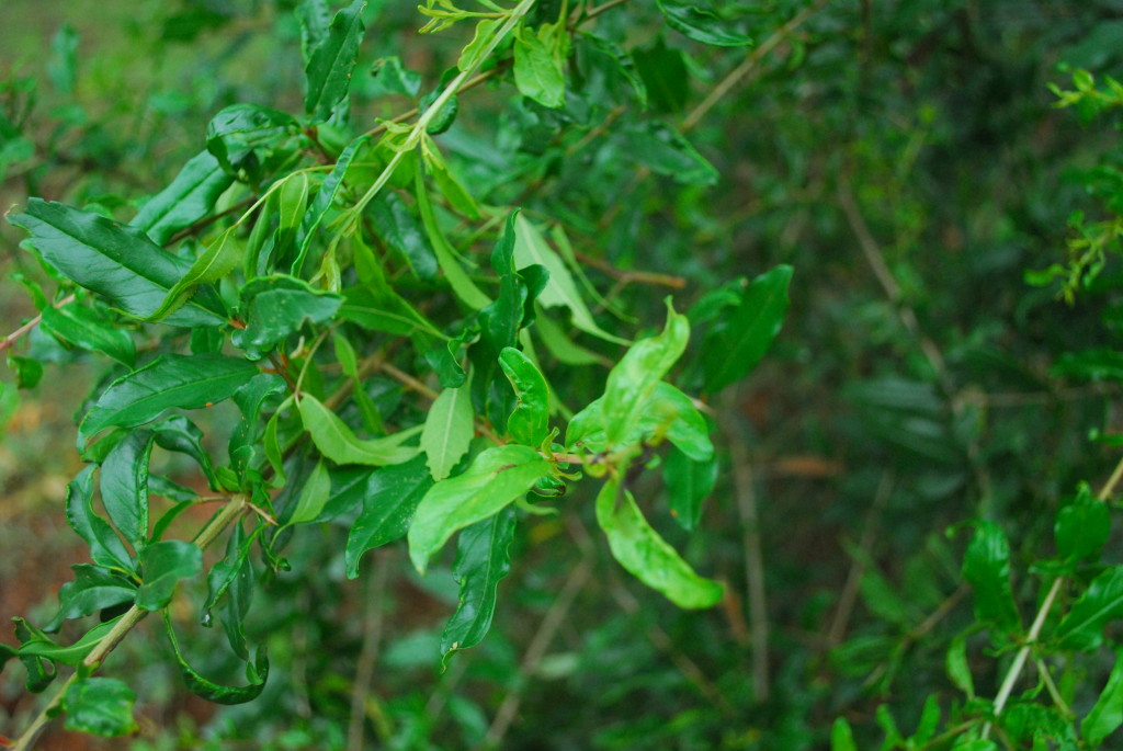 Pomegranate leaves (2)