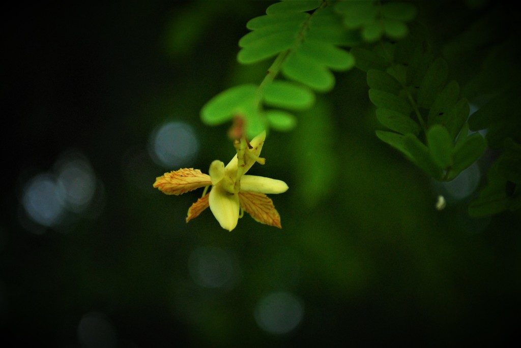 Tamarind flower single focus