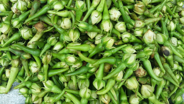 Clove beans / Kaambhu Kathrikkai