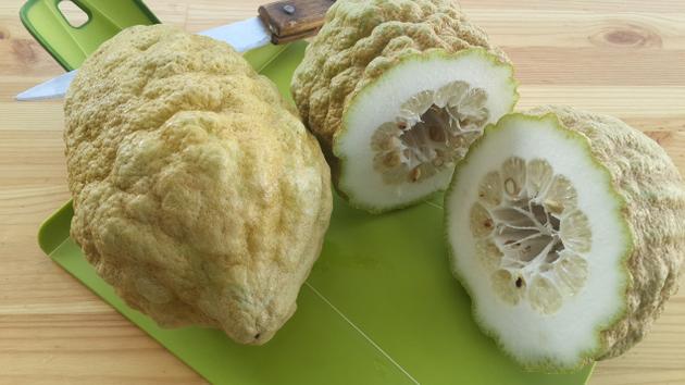 Citron - an original but uncommon citrus fruit !-article for the hindu-metroplus edition