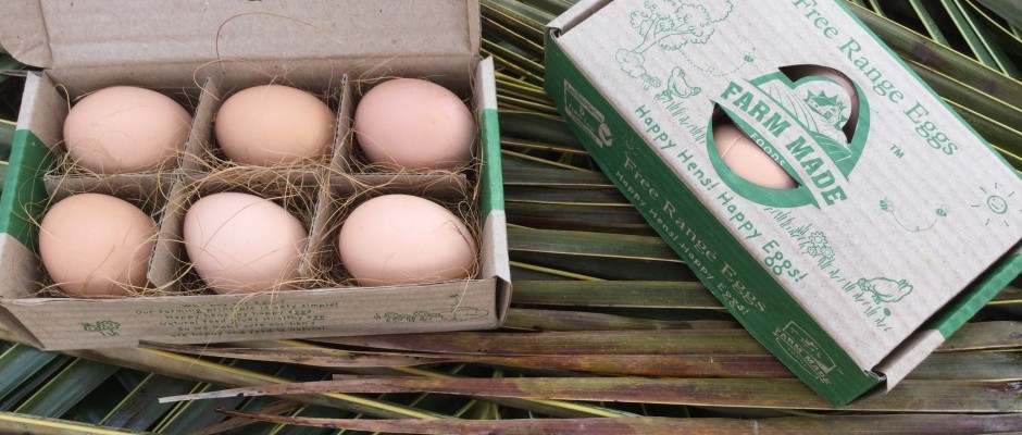 Life at a free-range egg farm