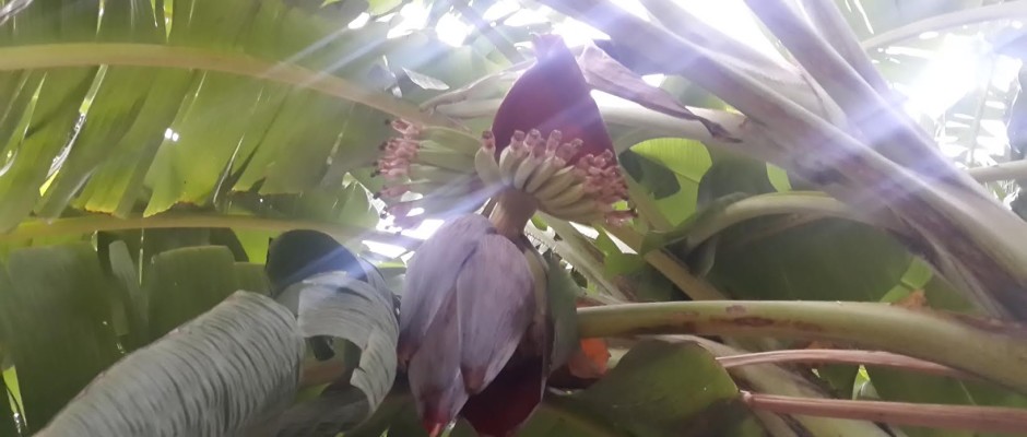 Banana flower (Vazhaipoo)
