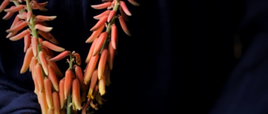 Aloe Vera flowers